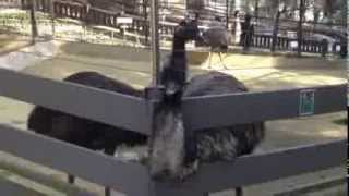 emu エミュー とても恐かった
