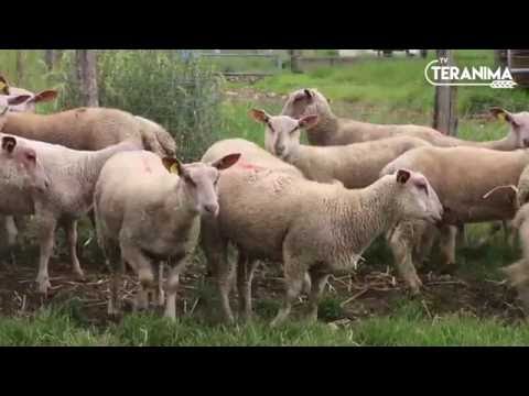 , title : 'Connaissez vous le mouton charolais ? - Teranima TV'