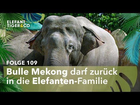 Familienpolitik bei den Leipziger Elefanten (Folge 109) | Elefant, Tiger & Co. | MDR