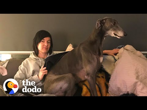 Nervous Greyhound No One Wanted Finds The Perfect Mom | The Dodo