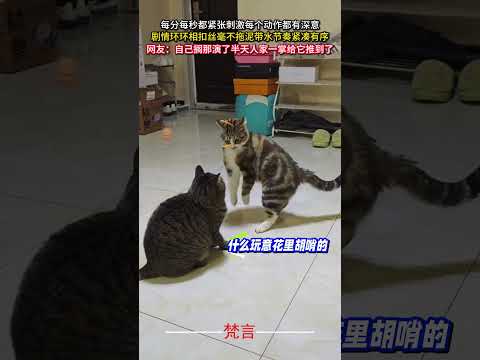 每分每秒都緊張刺激每個動作都有深意 劇情環環相扣絲毫不拖泥帶水節奏緊湊有序 #貓  #有趣 #意外 #可愛 #搞笑 #cat #amazing #funny #laugh #cute #shorts
