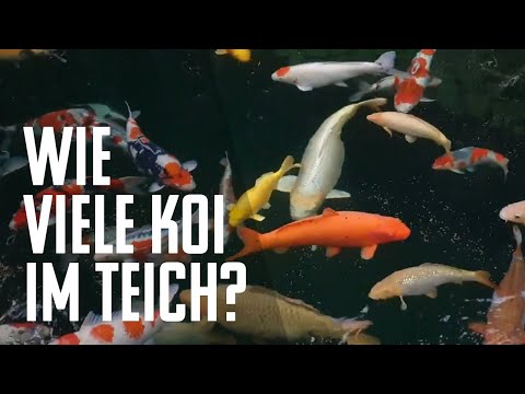 Wie viele Koi passen in meinen Koiteich? - KOIDOCS PRAXISTIPP