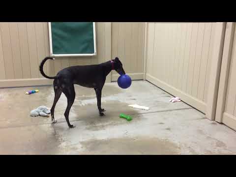 Torque, an adopted Greyhound in Swanzey, NH_image-1