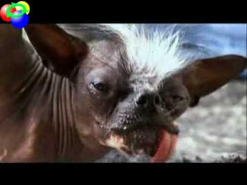 Video Insólito – Elwood: El perro mas feo del mundo