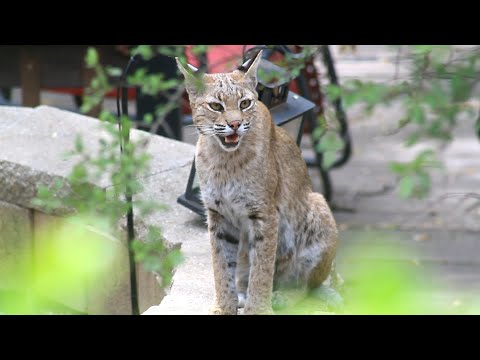 Backyard Bobcat (panting, licking, walking around)