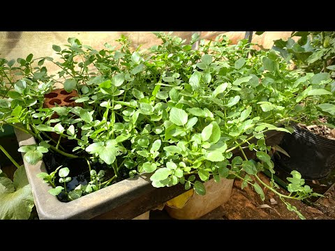 How to grow watercress in water, it's easy and water 3 times to have vegetables