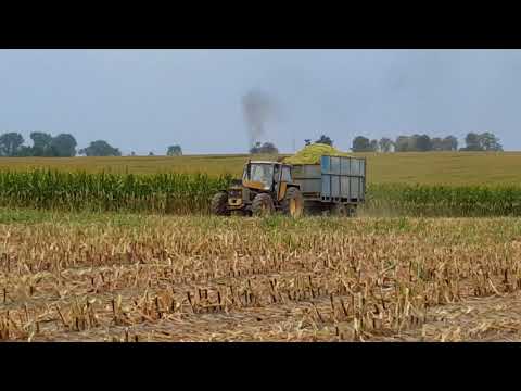 Ursus 1224 jazda na pryzmę z kukurydzą w Brzysko - Rol