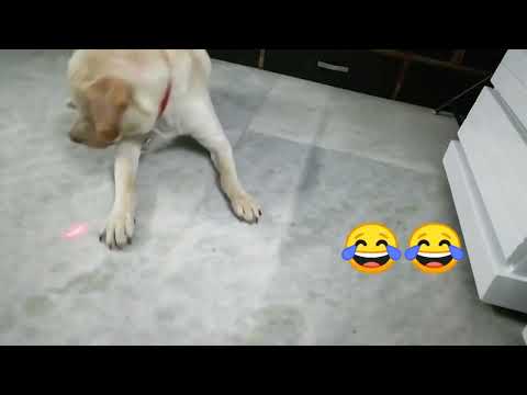 Rambo 1st Time Playing with Lazer Light😂😂 confused doggy😂
