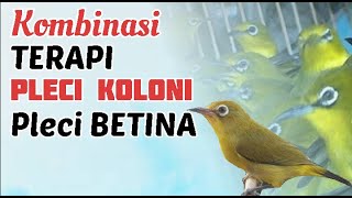 Download lagu Kombinasi TERAPI pleci KOLONI dan CALL Pleci BETINA bikin ngeceer GACOAN mp3