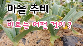 마늘 추비 비료는 어떤것이 좋을까? 마늘 추비 방법 마늘 추비 시기는#Grassing method    코끼…