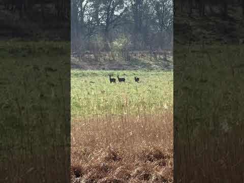 Veados no Campo aberto….          🌾🌾🎋🌱🦌🦌🦌💚🤎💝