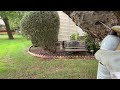 Yellow Jackets Build Nest Inside Tree in Tinton Falls, NJ