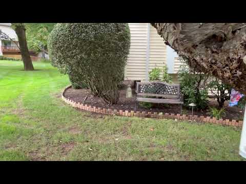 Yellow Jackets Build Nest Inside Tree in Tinton Falls, NJ