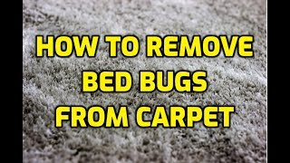 How To Remove Bed Bugs From Carpet