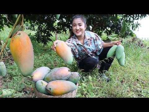 Harvest Thai mango from back yard for my recipe / Cooking with Sreypov