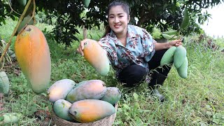 Harvest Thai mango from back yard for my recipe / Cooking with Sreypov
