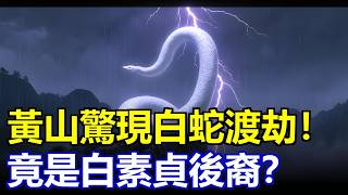 白蛇渡劫化龍？黃山雷夜消失之謎真相曝光！#白蛇 #雷劫 #黃山 #化蛟 #龍鱗 #超自然