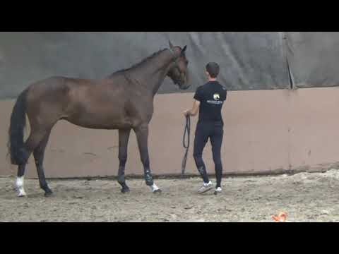 Cortinos, Cornetino x Caretino, gelding, °2017, Belgian Horse Trading