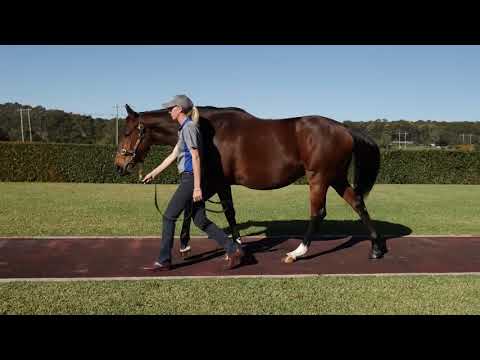 2021 Gold Coast National Broodmare Sale Lot 1122