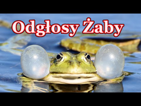 Odgłosy żaby 🐸 rechot żab