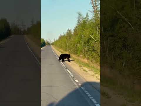 Видеофакт: бурый медведь вышел на автодорогу в Горном районе