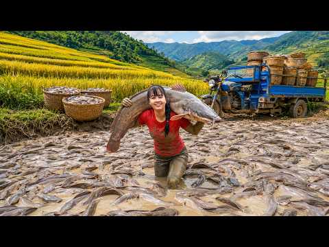Harvesting Catfish from Mud Ponds Go to Market Sell | حصاد سمك السلور | نقل أكثر من 1000 سمكة للبيع