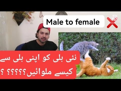 How to introduce cats to other cats/ First meeting to strange cats/Urdu /Hindi
