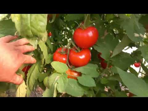 The tomato is very ripe, many red, large and juicy fruits