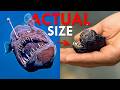 The Black Sea Devil The Creepiest Fish In The Ocean