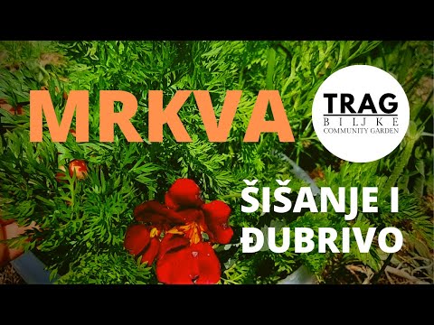 CARROTS - CUTTING AND FERTILIZER (2021) [TRACE OF THE PLANT]