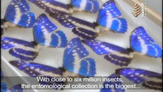 preview picture of video 'Coleciones Biológicas (English subtitles)'