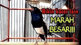 Download lagu PANCINGAN KACER GACOR bUKA EKOR, SEKALI DENGAR KACER LAIN LANGSUNG EMOSI NYAUT ON KONSLET mp3