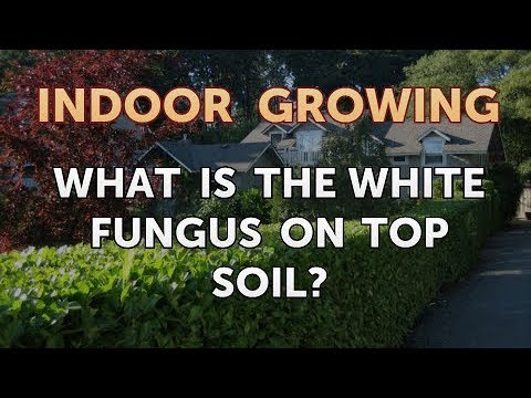 How to Regrow a Broken Aloe Leaf