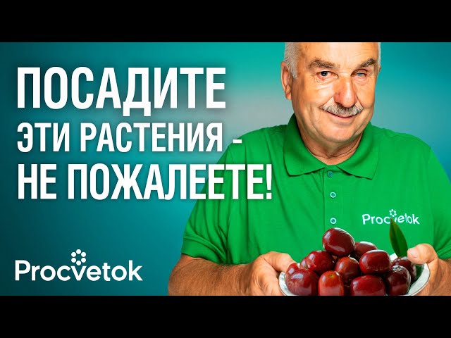 НИКТО НЕ САЖАЕТ ЭТИ РАСТЕНИЯ, А ЗРЯ! Их плоды обладают невероятным вкусом и пользой