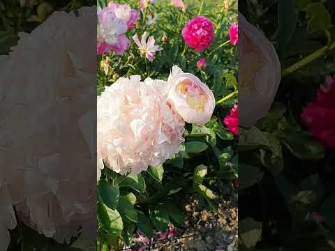 #flowers #peonies #colours #božur