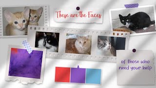 These Are the Faces of Kitties in Need