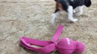 Let's Meet Mr. Aiken - Puppy Update