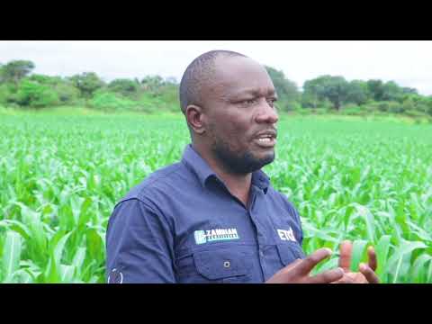 Timing is Everything: Top-Dressing Fertilizer in Maize