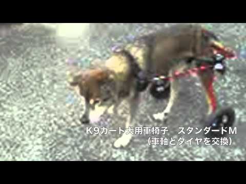 ももた君　K９カート犬用車椅子で歩けるようになりました