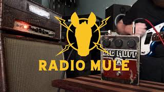 Video thumbnail for Big Muff Fuzz Friday by Radio Mule Effects
