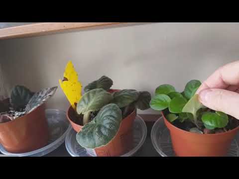 Saint Paulia Propagation - förökning.