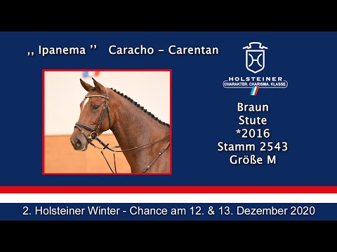 2. Holsteiner Winter-Chance | Nr. 25 Ipanema Turnierimpression