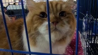 preview picture of video 'Fun Festival Cat Show 2013, Bandung Indonesia.'