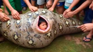 50 Coisas Mais Estranhas Encontradas Dentro de Animais