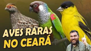 Miniatura do vídeo