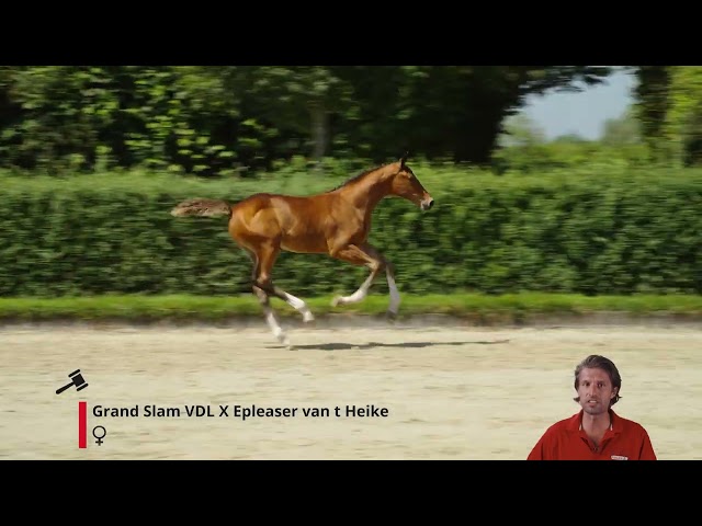 Grande Leandra van M&K Z