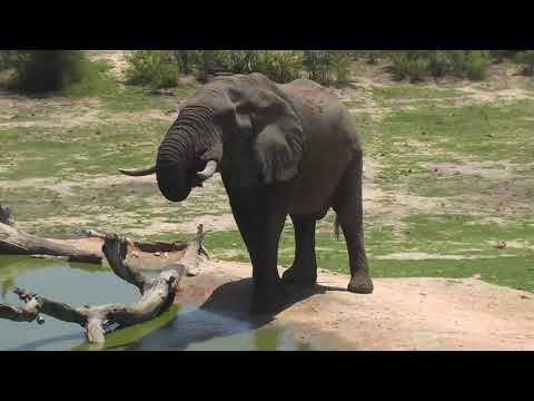 Djuma: Two Elephant bulls come to quinch their thirst - 13:17 - 12/15/18