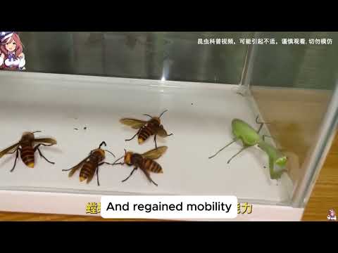 Mantis vs Hornet Who Wins in This Deadly Insect Showdown?