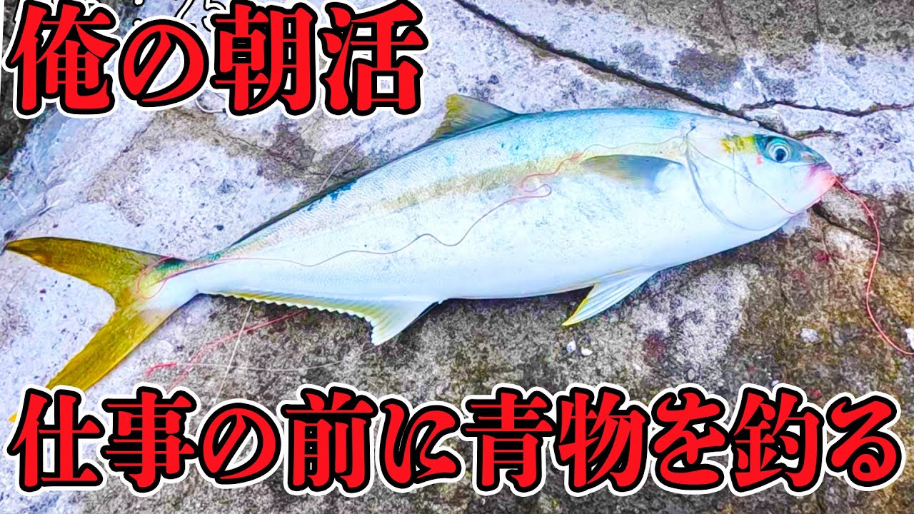 【福井】地元で仕事前にヒラマサ釣ってきたよ。【ショアジギング】