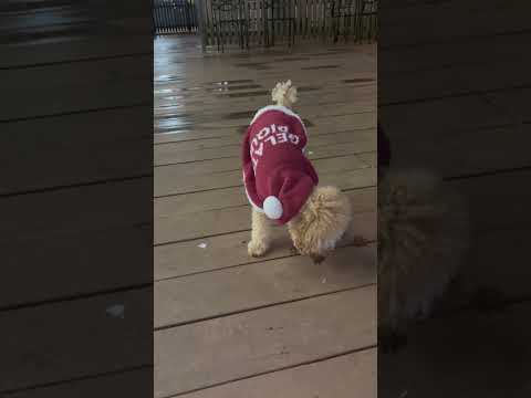 経営学科 サンタ服を着たトイプードル15ヶ月　#トイプードル  #toypoodle